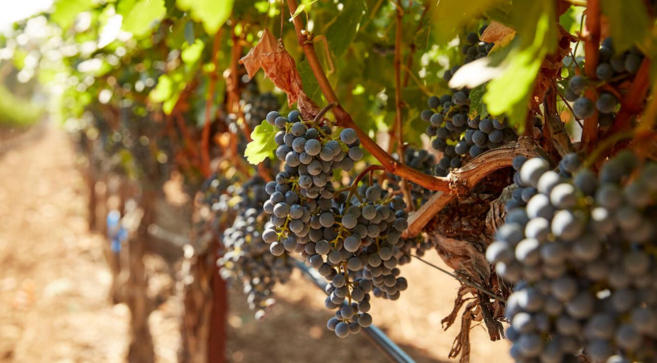 Freemark Abbey Winery Napa Valley Cabernet Sauvignon Grapes