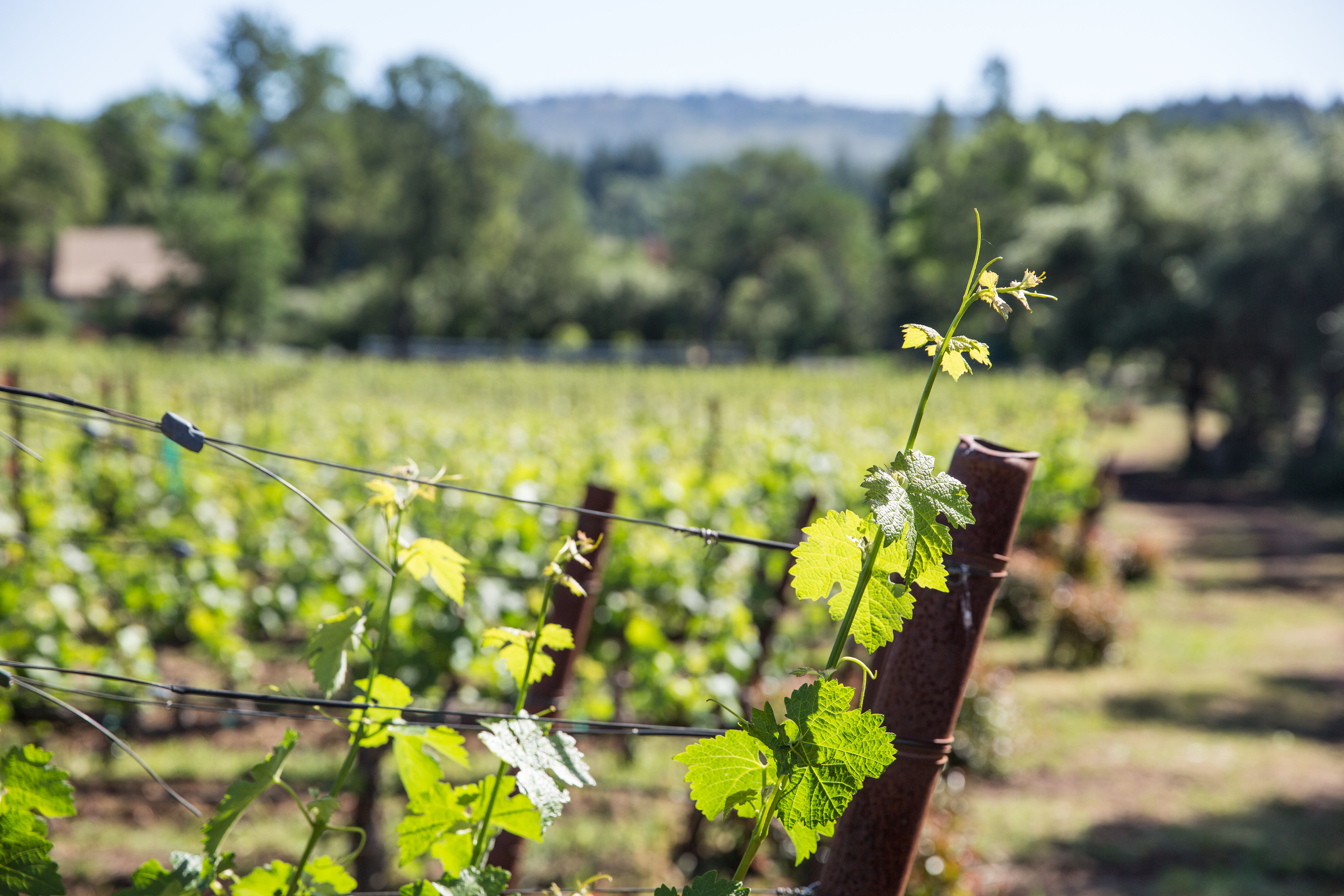 Grape vine growing in a vineyard