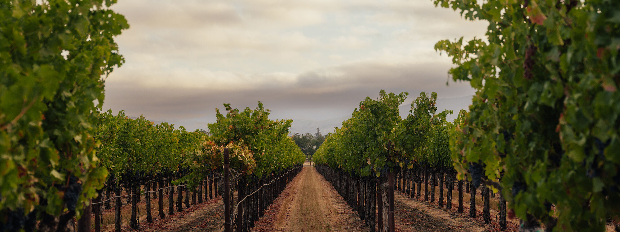 Sycamore vineyard at harvest