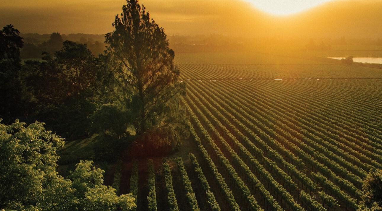 Aerial shot of the Sycamore Vineyard