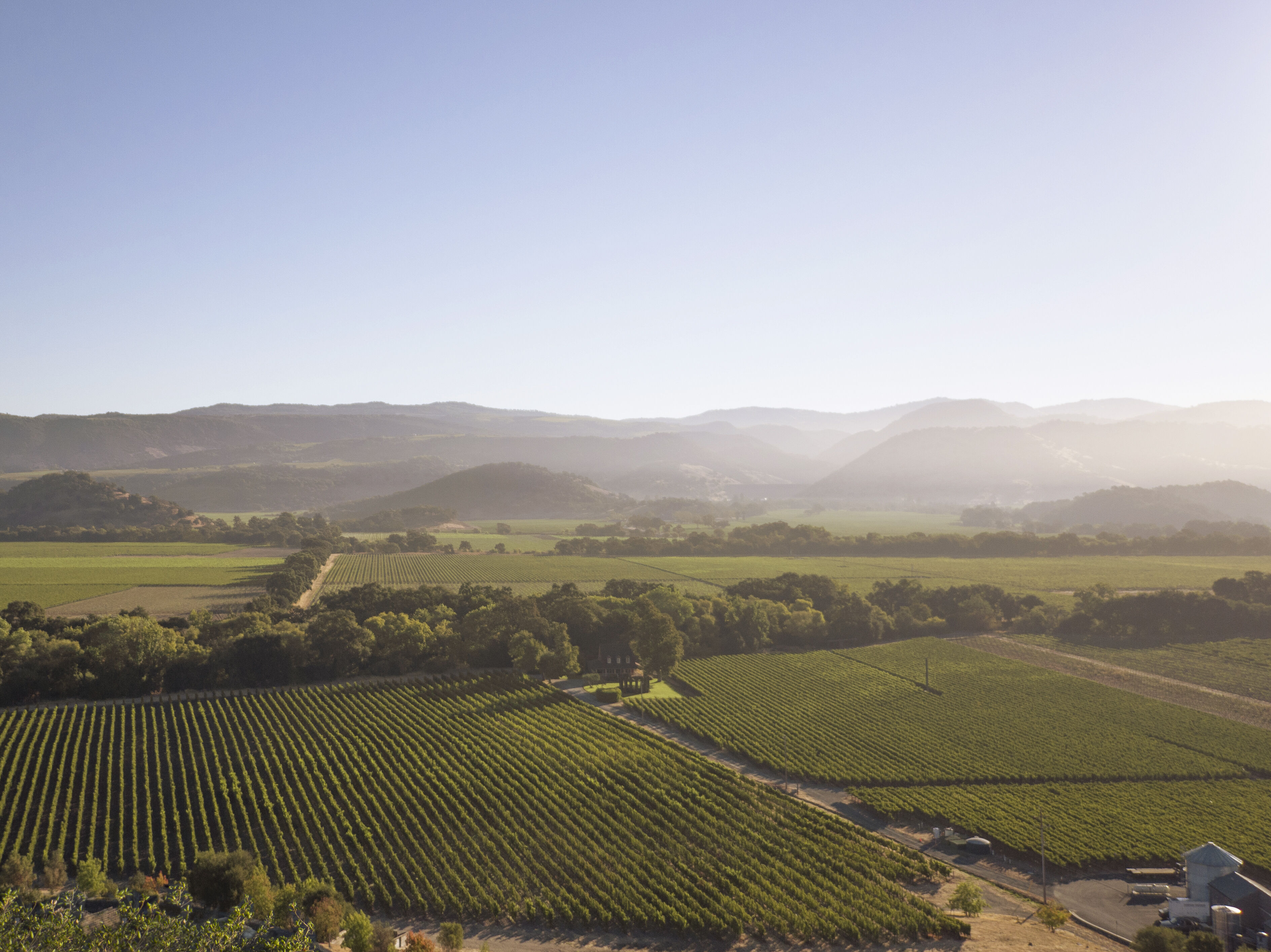 Aerial shot of Colline Vineyard