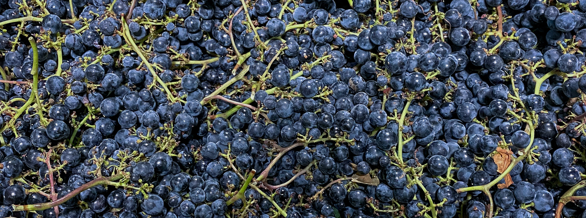 Bosch&eacute; Merlot wine grape harvest