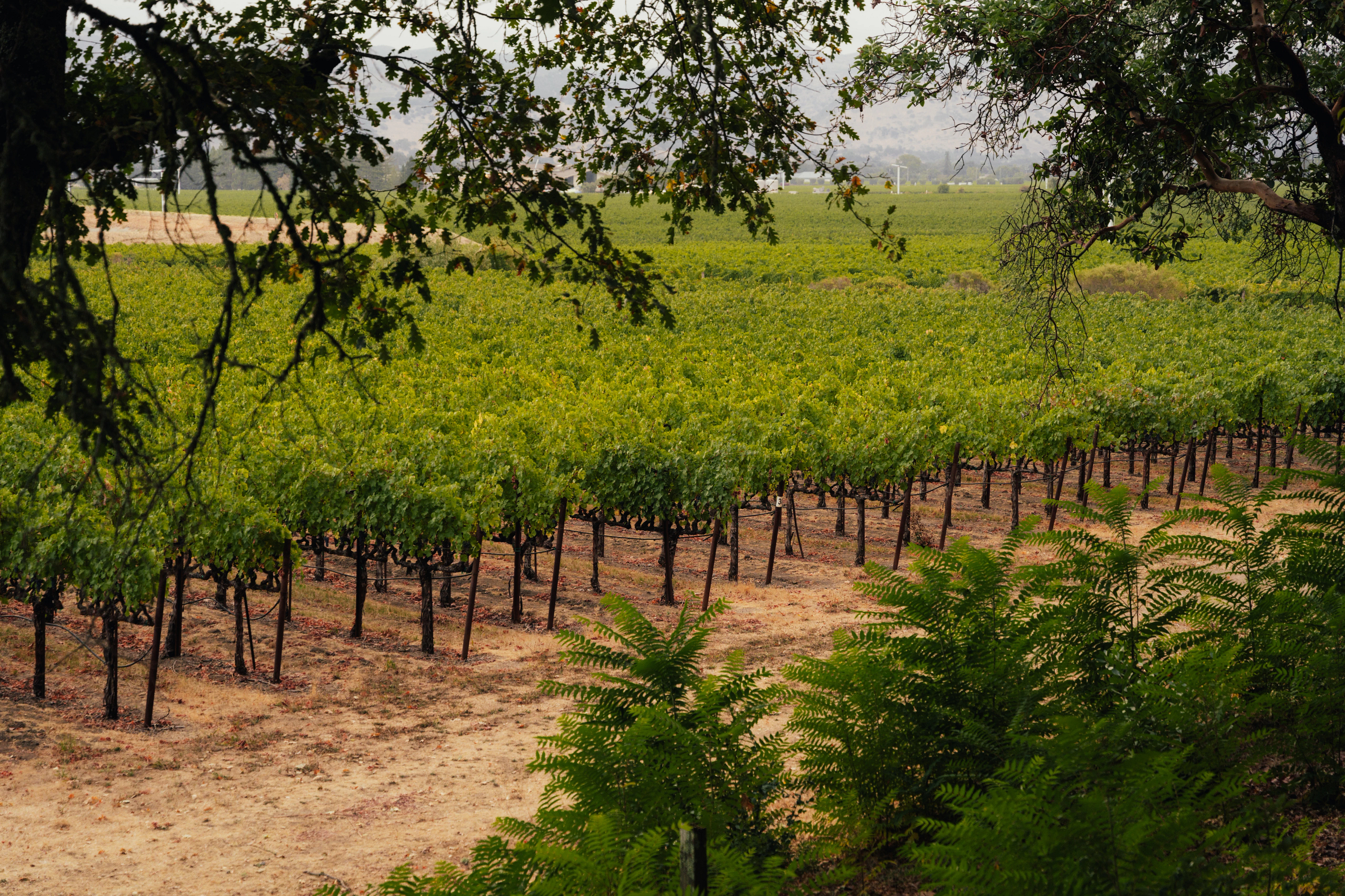 Freemark Abbey vineyard