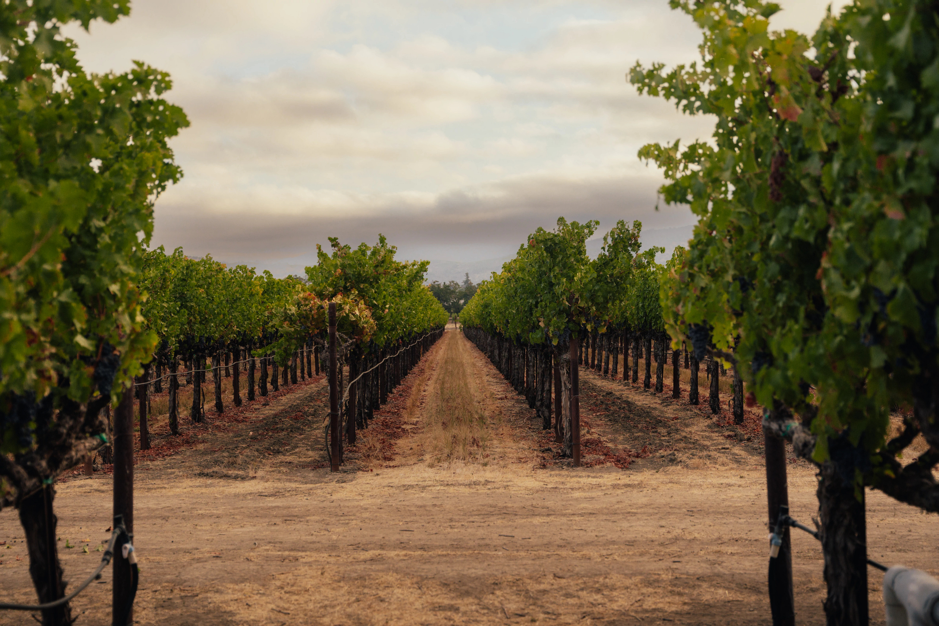 Freemark Abbey vineyard 