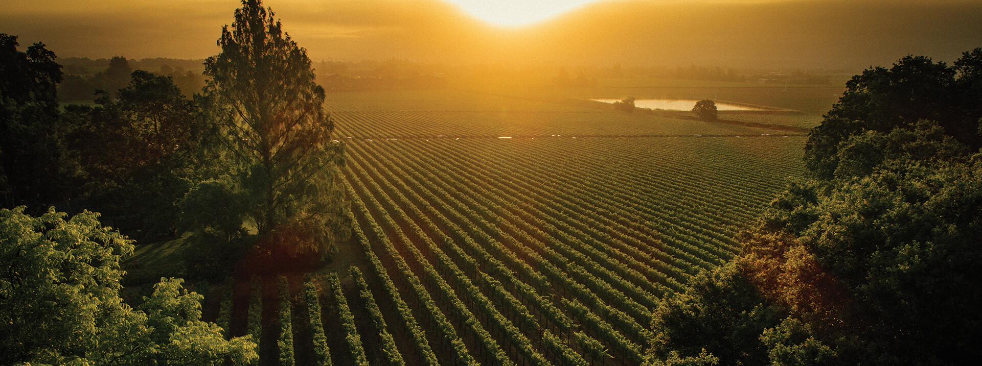 Sycamore vineyard at sunset