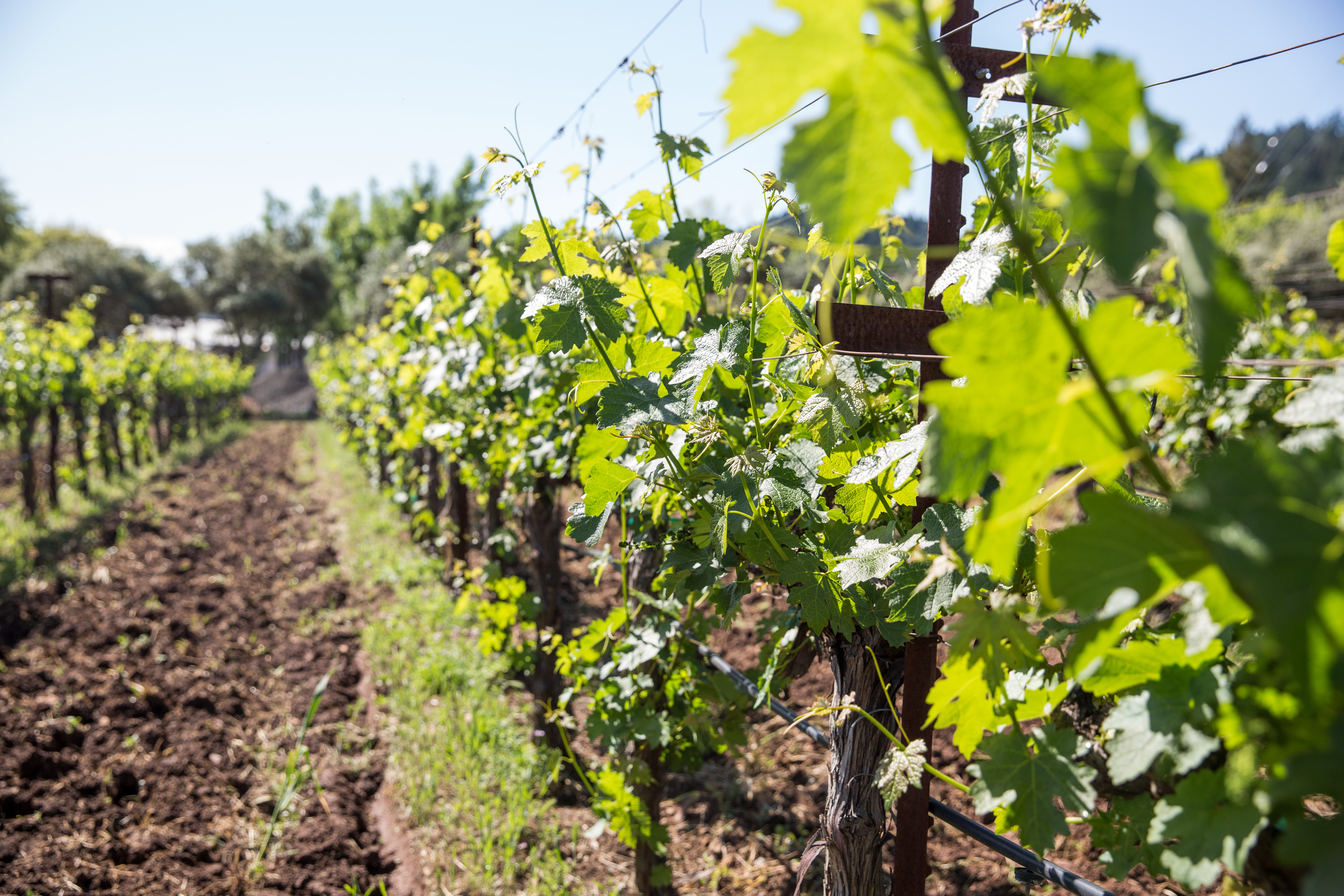 Freemark Abbey vineyard.