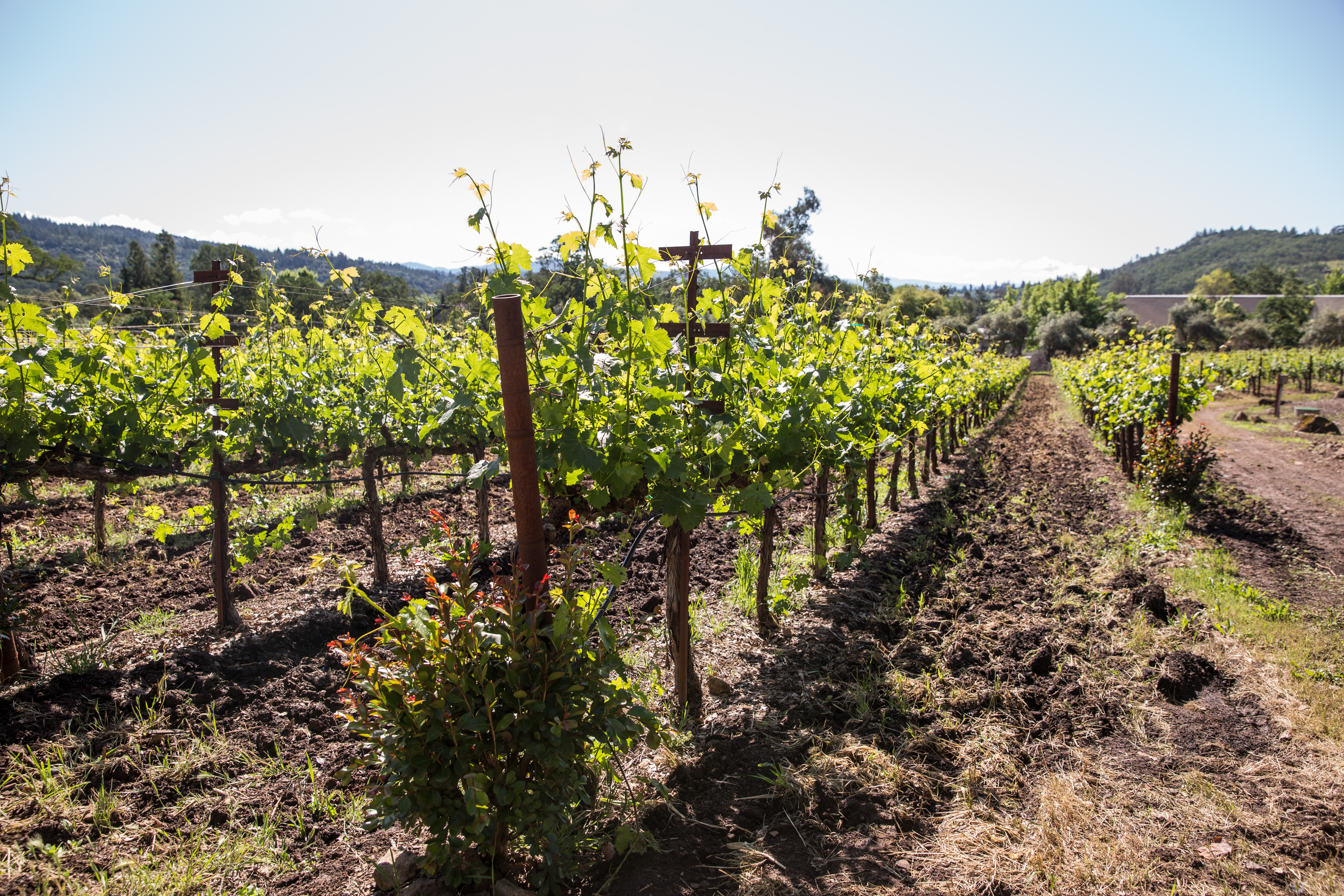 One of Freemark Abbey's vineyards.