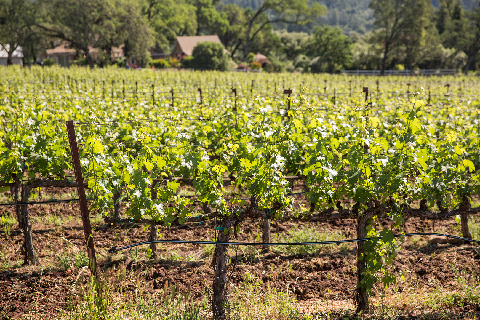 Freemark Abbey Vineyard