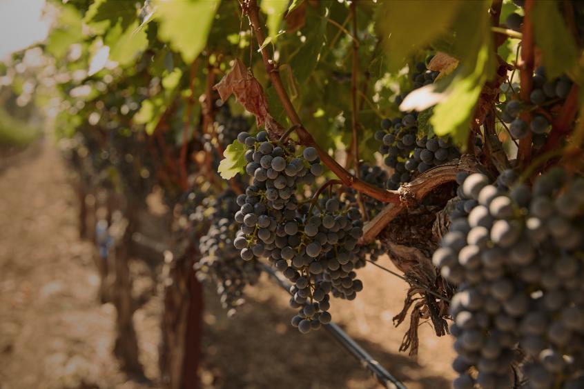 Cabernet Sauvignon Grapes