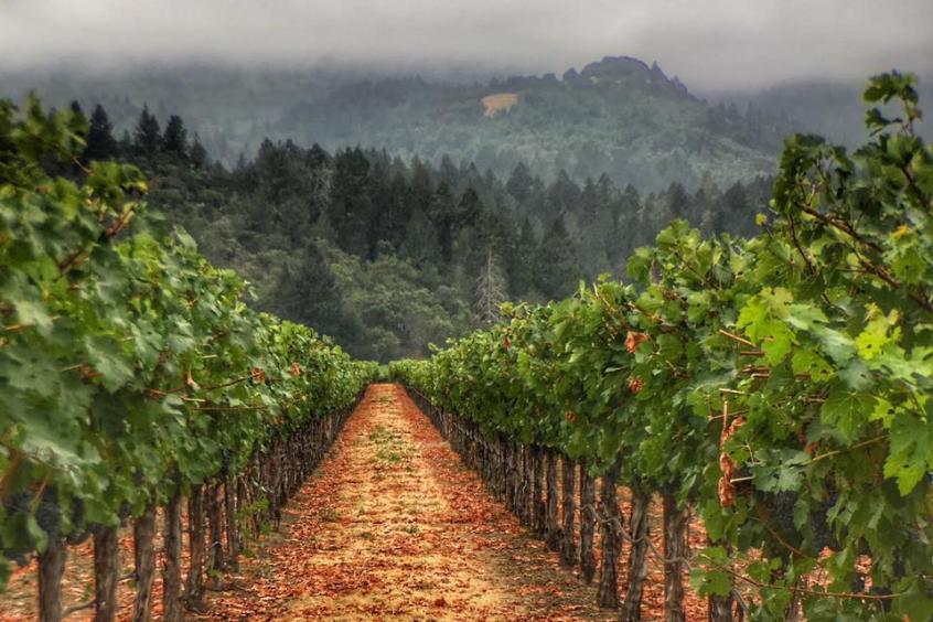 Bosche Vineyard - Best Napa Valley Vineyards