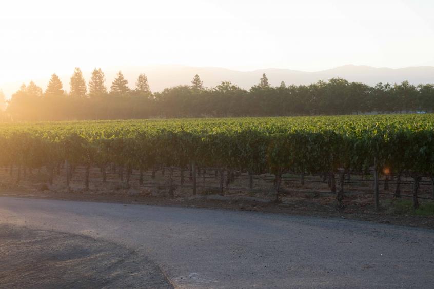 Bosche Vineyard at Sunrise