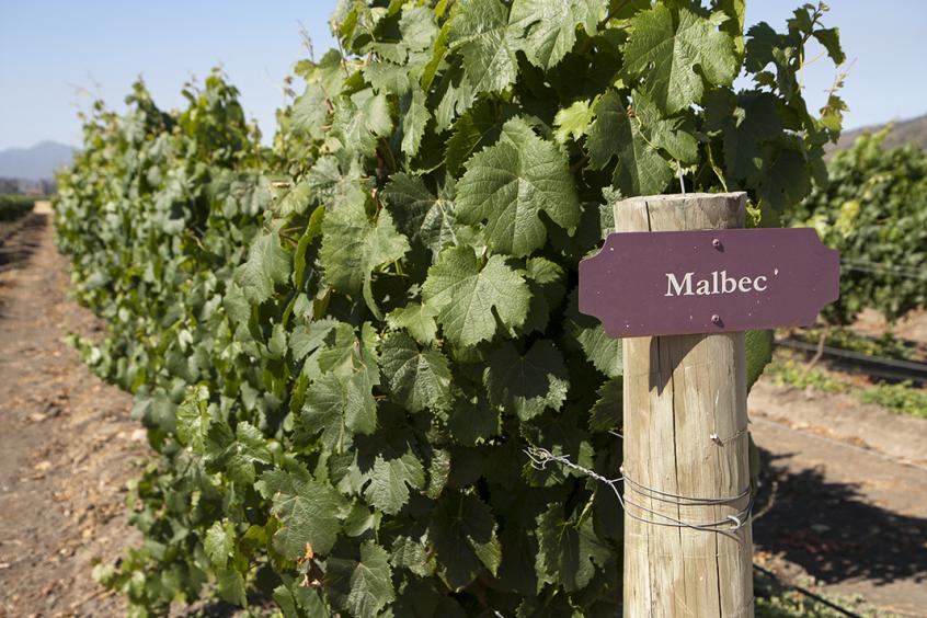 Malbec Vineyards