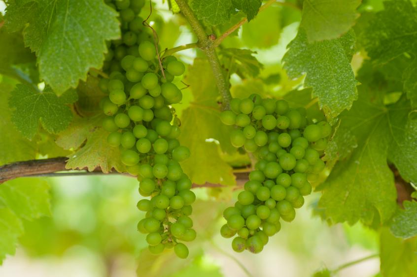 Napa Valley White Wine Grapes Harvest