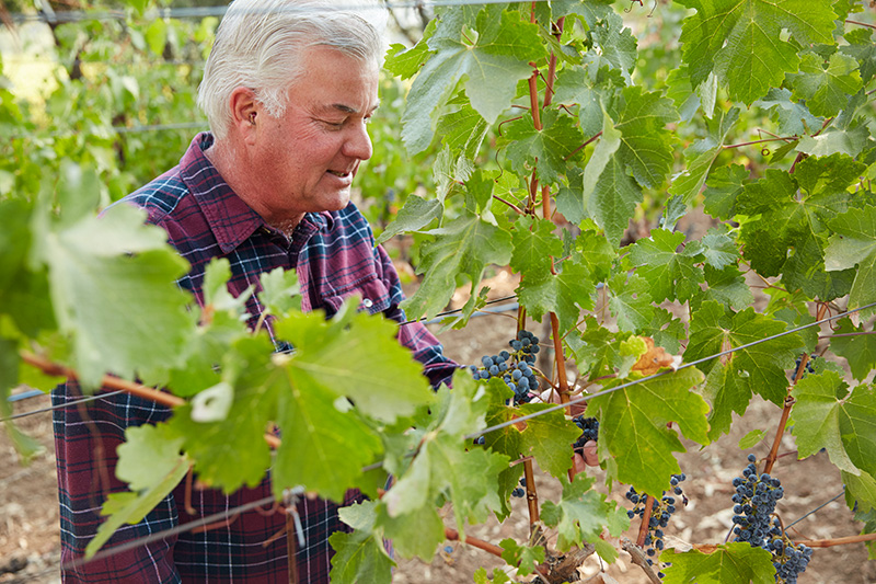 Ted Edwards in the Vineyards