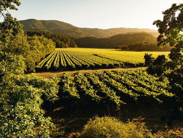 Bosché vineyard