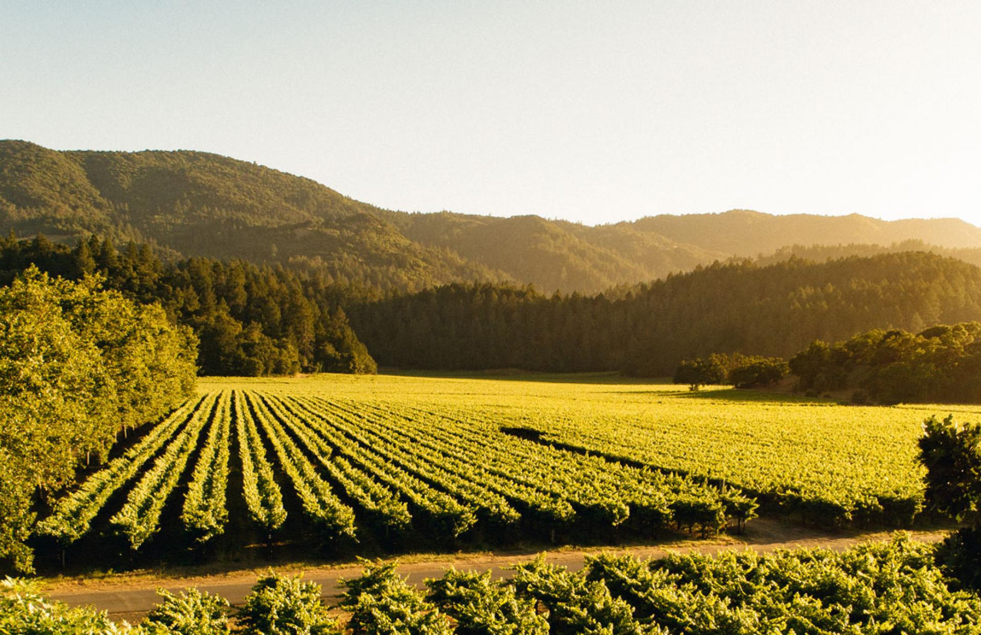 Discovering The Best Napa Valley Vineyards