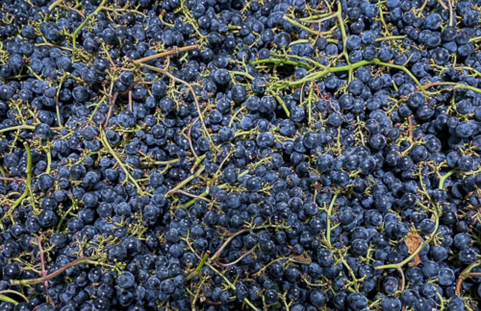 Wine Harvest Grapes Freemark Abbey