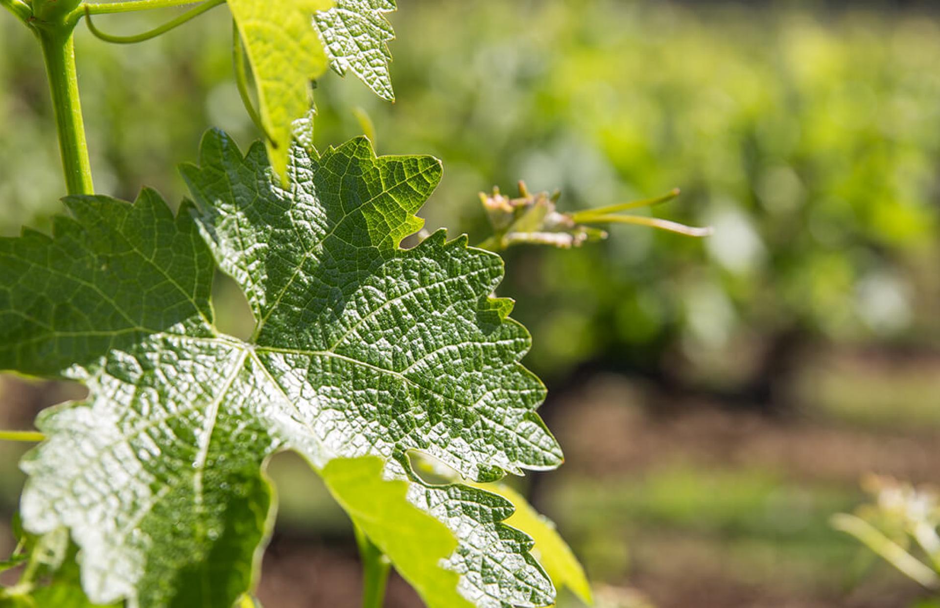 Freemark Abbey Napa Valley Vineyard