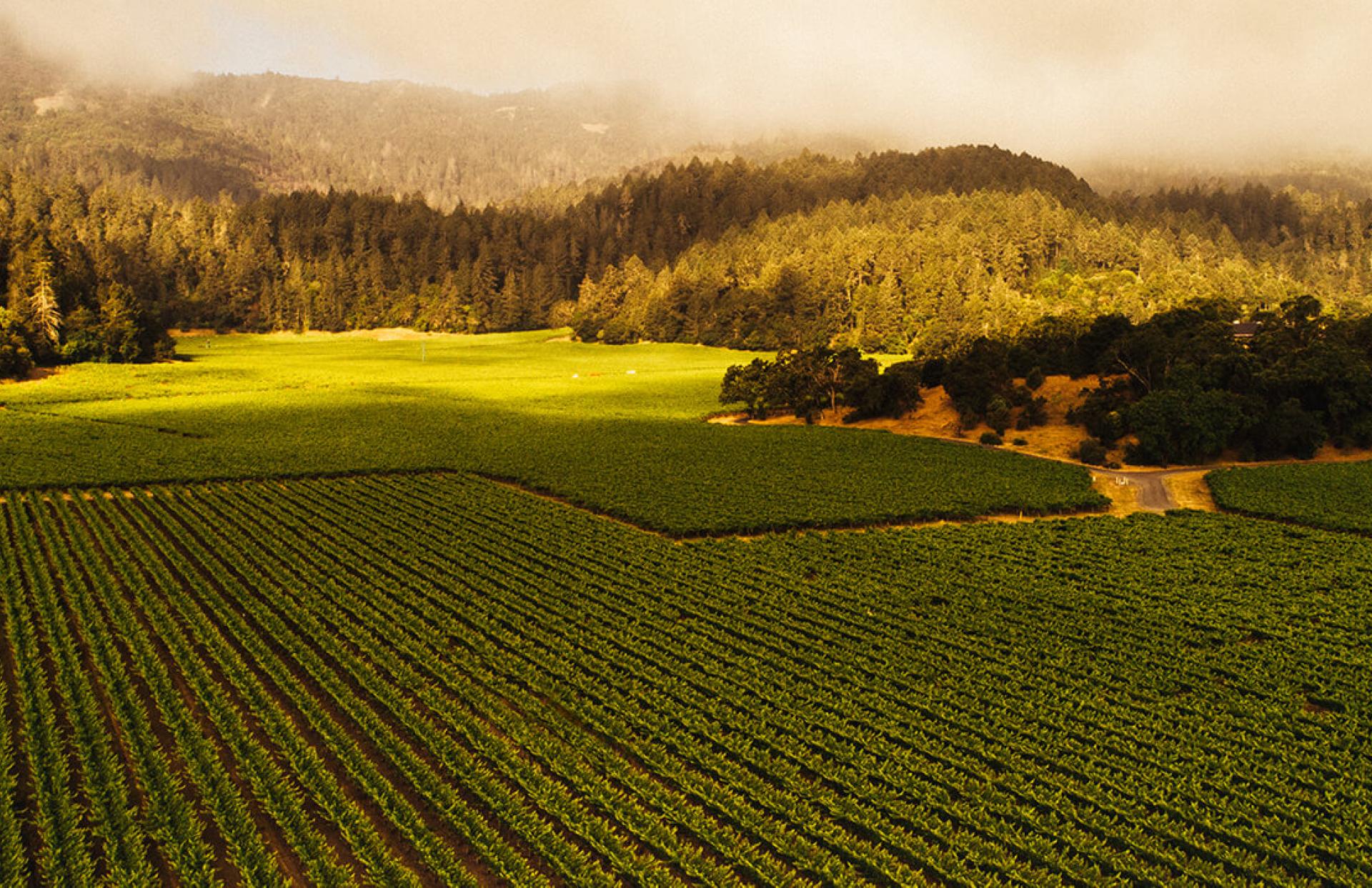 Freemark Abbey Winery Napa Valley Rutherford Bosché Vineyard