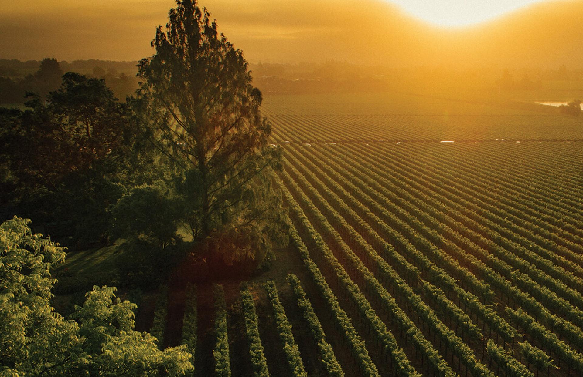 Freemark Abbey Winery Napa Valley Rutherford Sycamore Vineyard