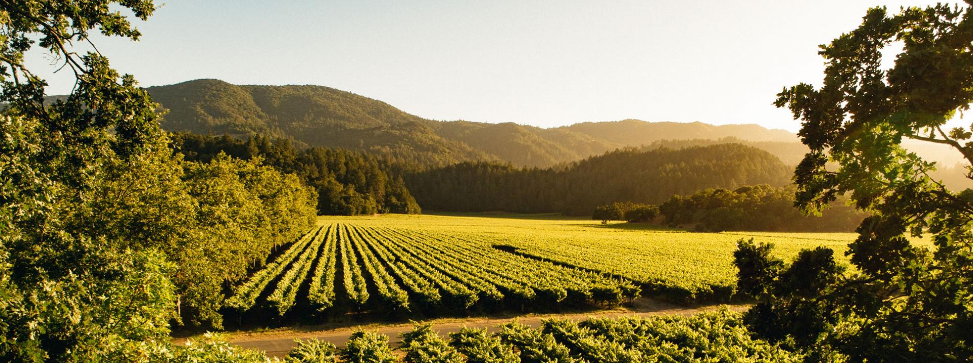 Discovering The Best Napa Valley Vineyards