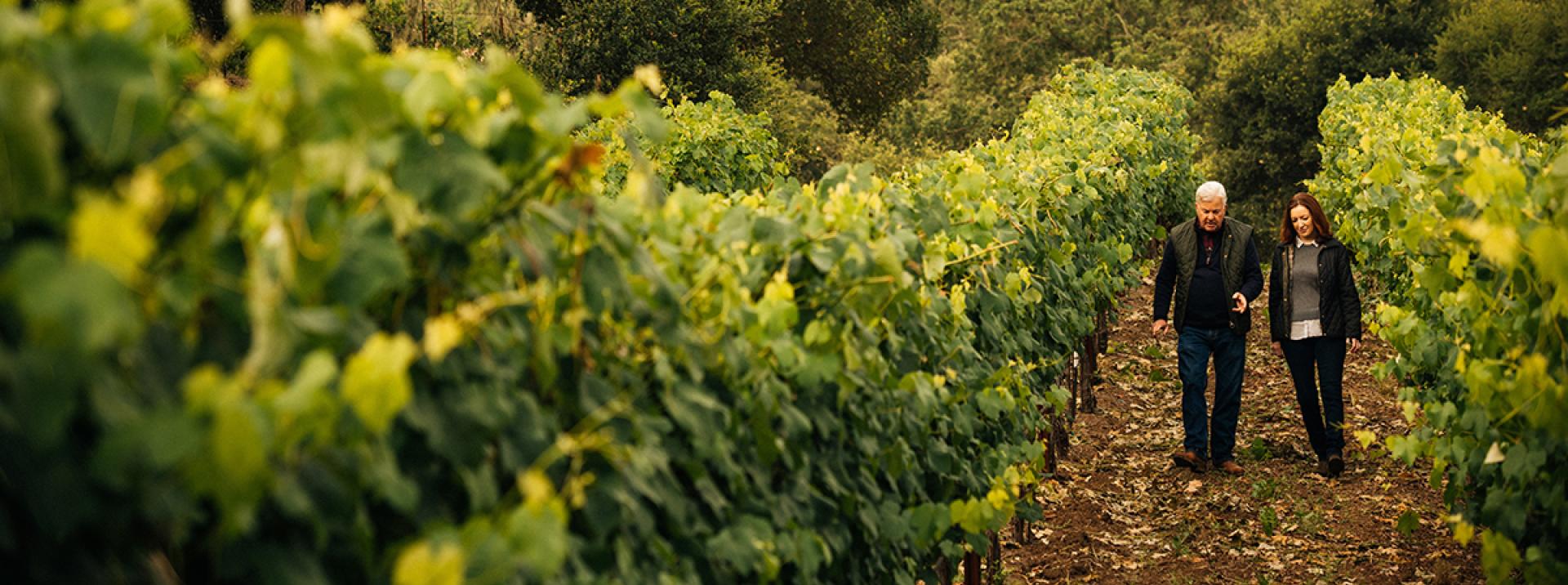 Kristy Melton & Ted Edwards among the vines at Freemark Abbey Winery