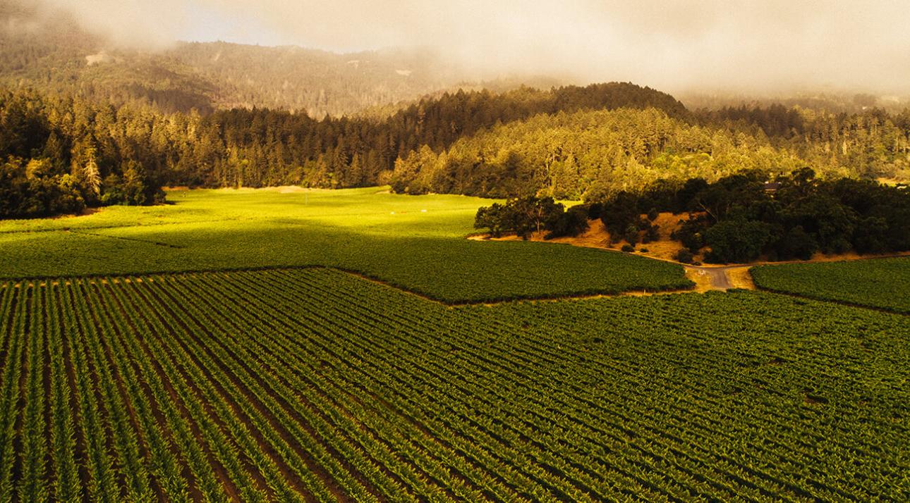 Freemark Abbey Winery Napa Valley Rutherford Bosché Vineyard